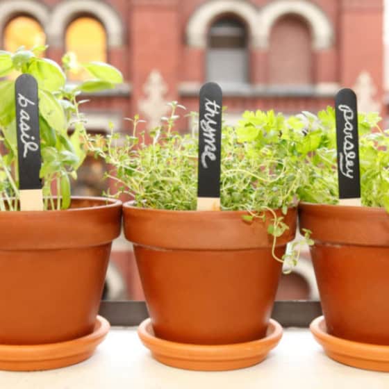 12 étiquettes de plantation réutilisables
