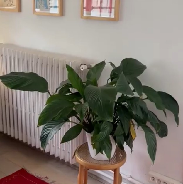 Gants de nettoyage pour feuilles de plantes